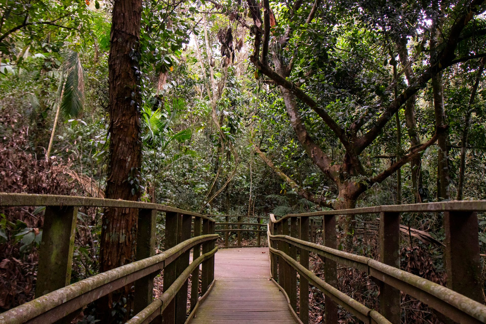 Caminho da Floresta - Paraty - 2 - 1