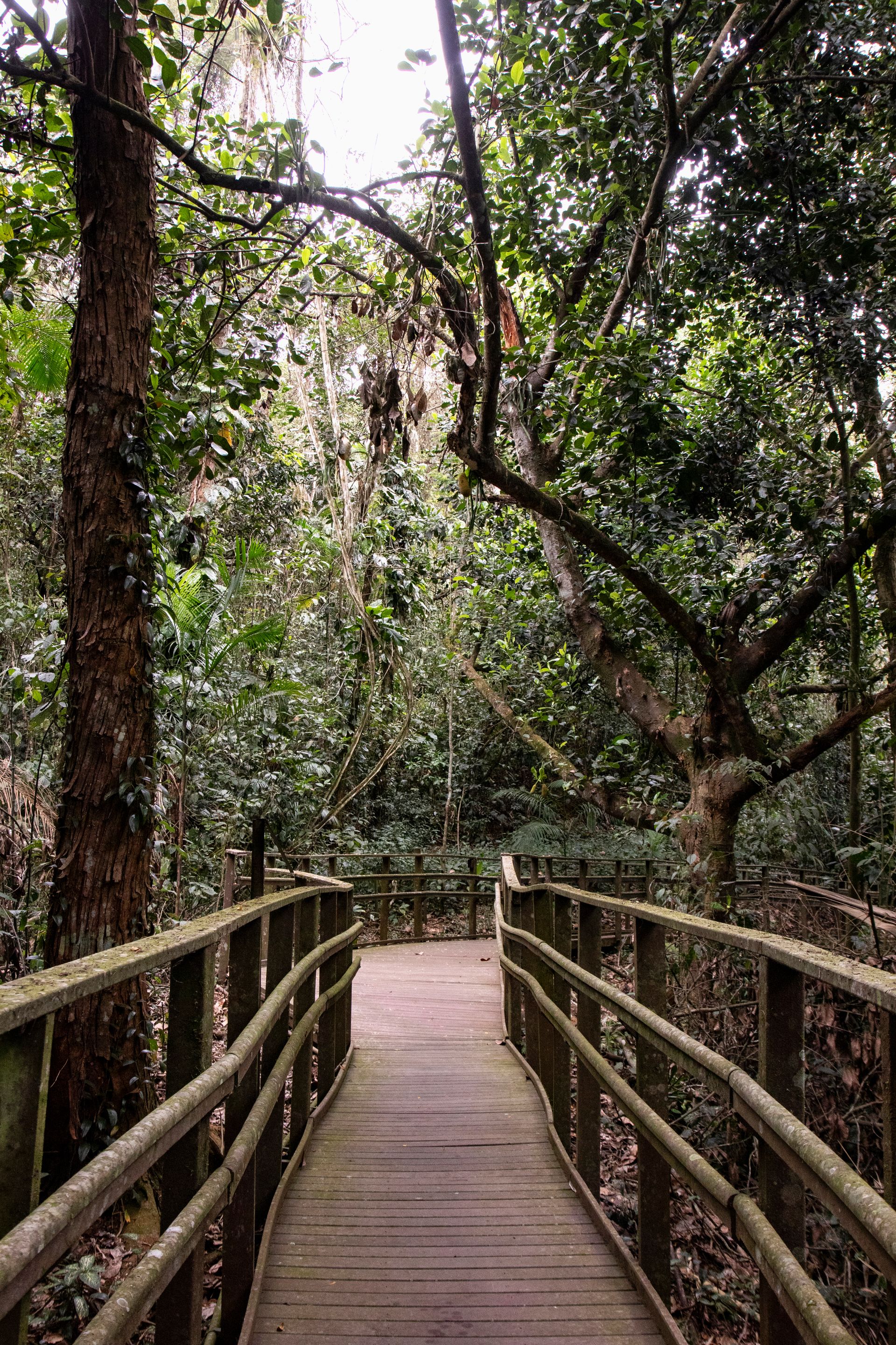 Caminho da Floresta - Paraty - 2 - 0