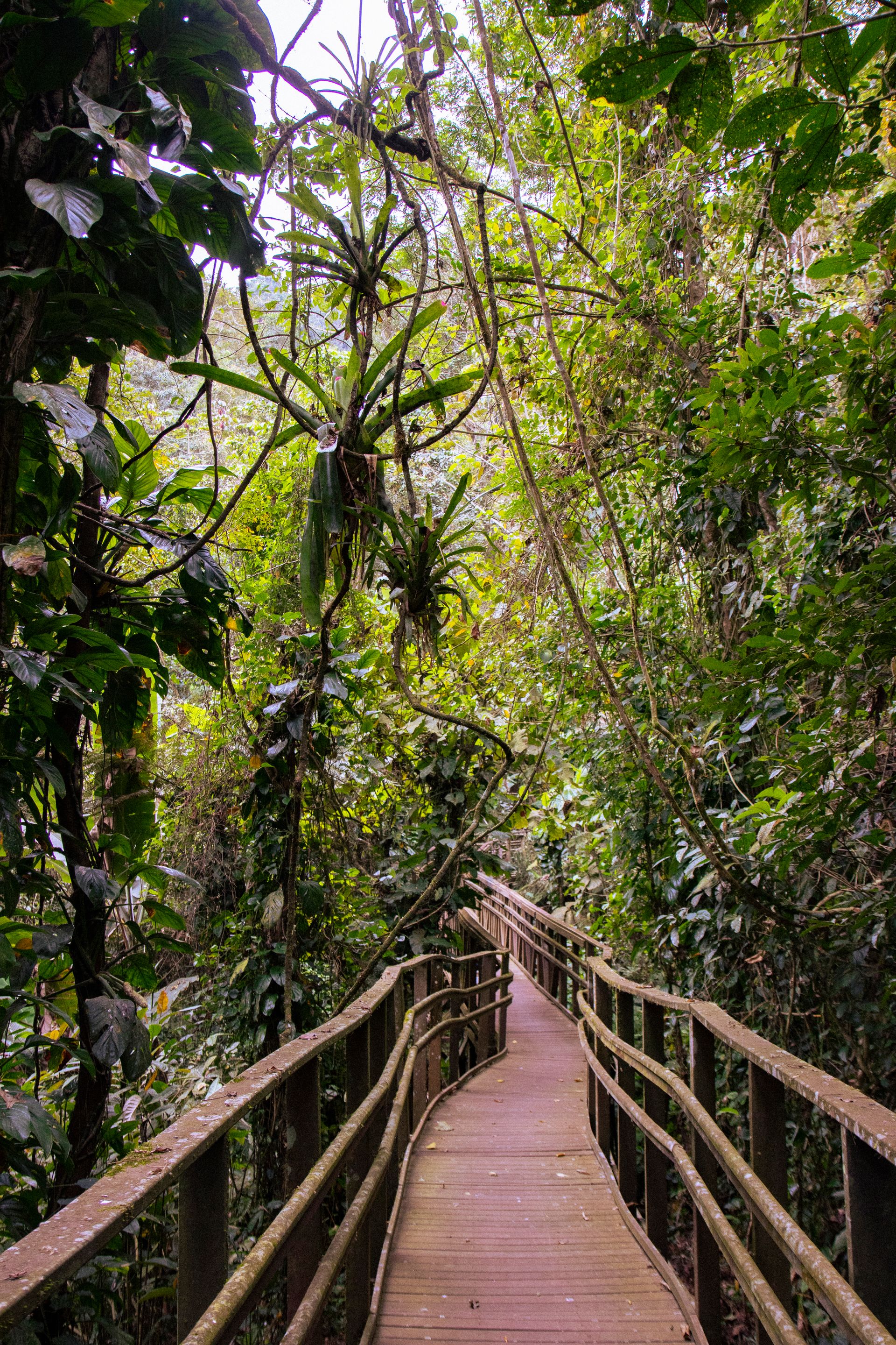 Caminho da Floresta - Paraty - 2 - 0