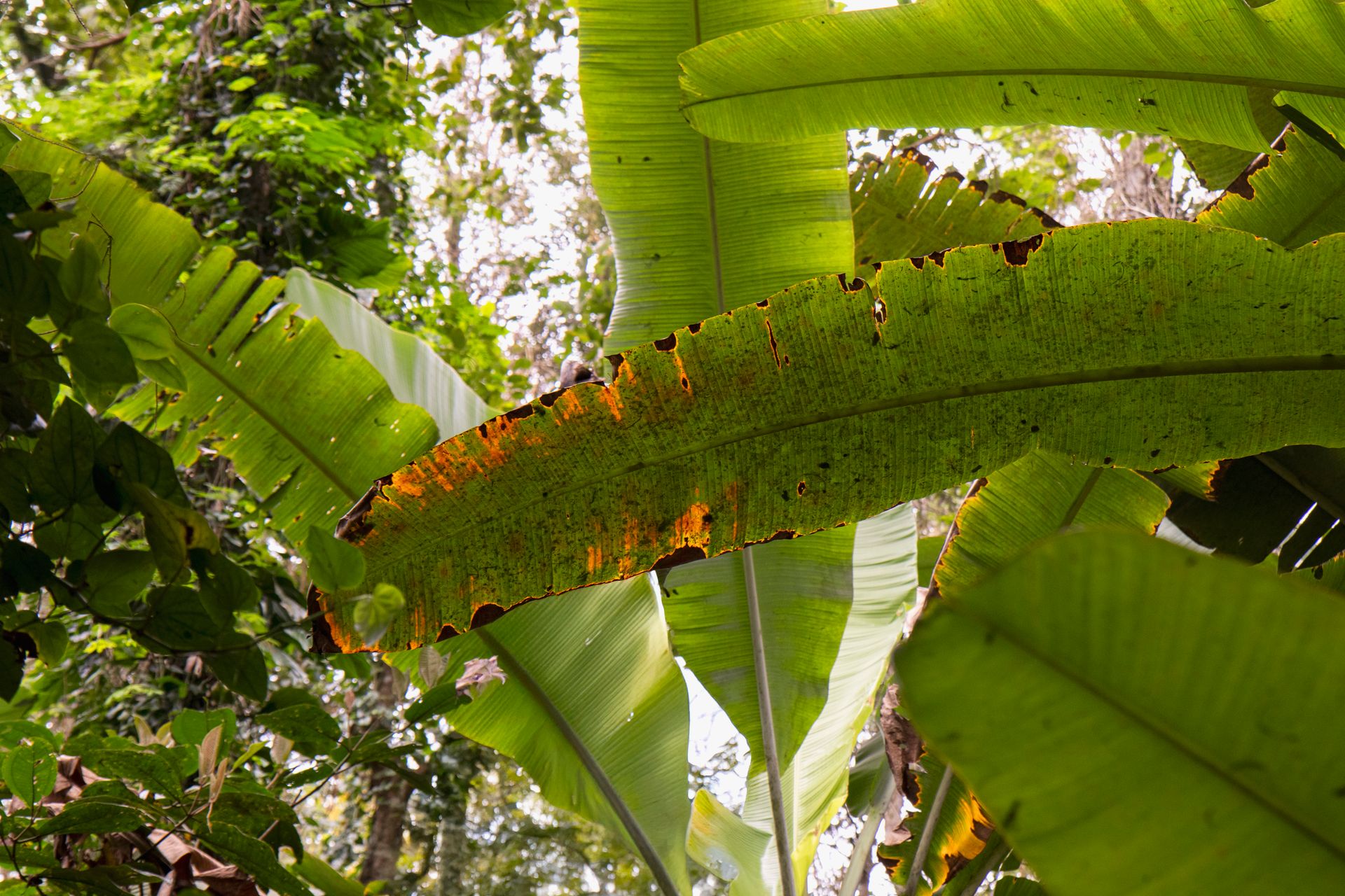 Caminho da Floresta - Paraty - 2 - 0
