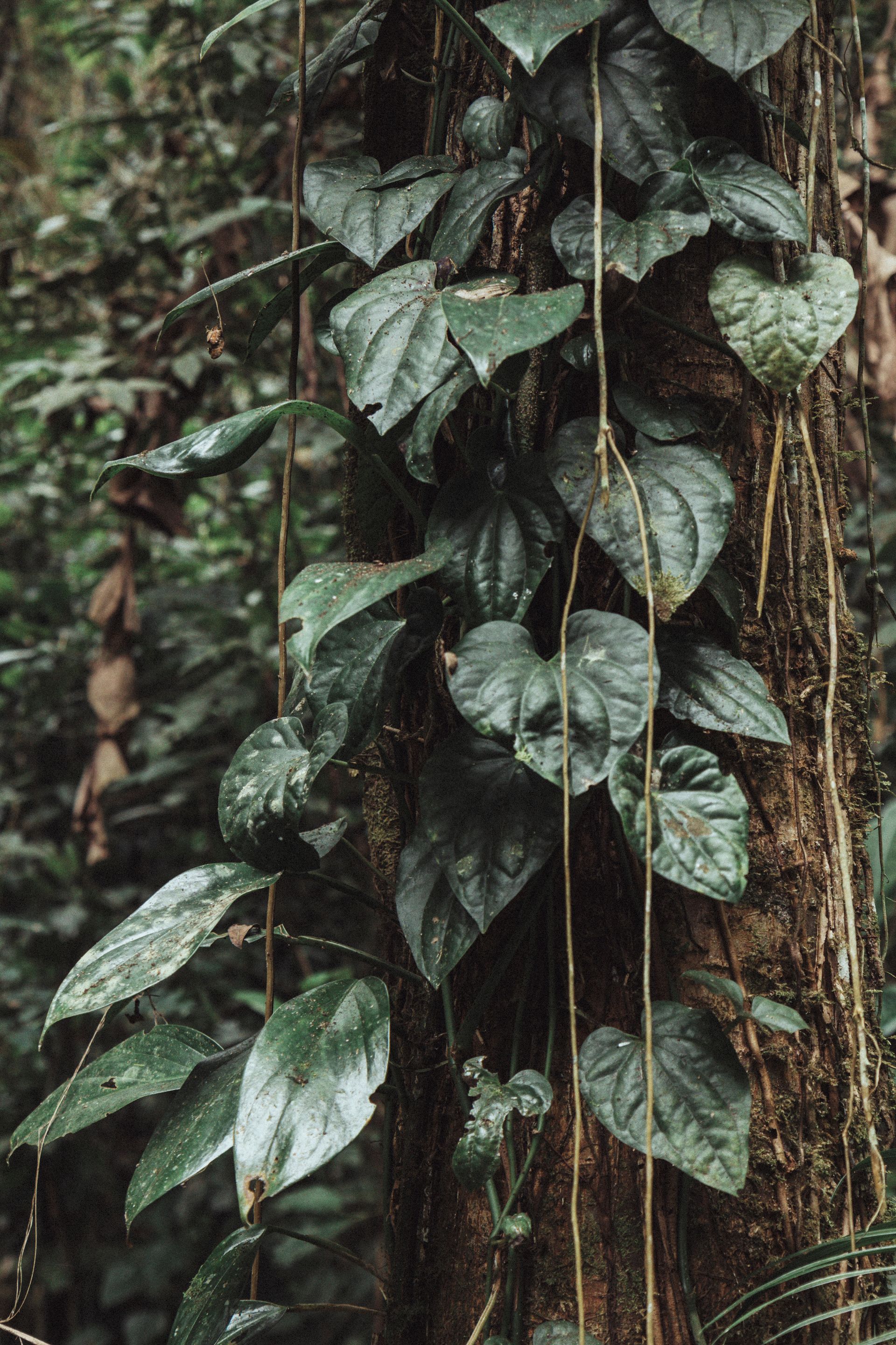 Caminho da Floresta - Paraty - 2 - 1