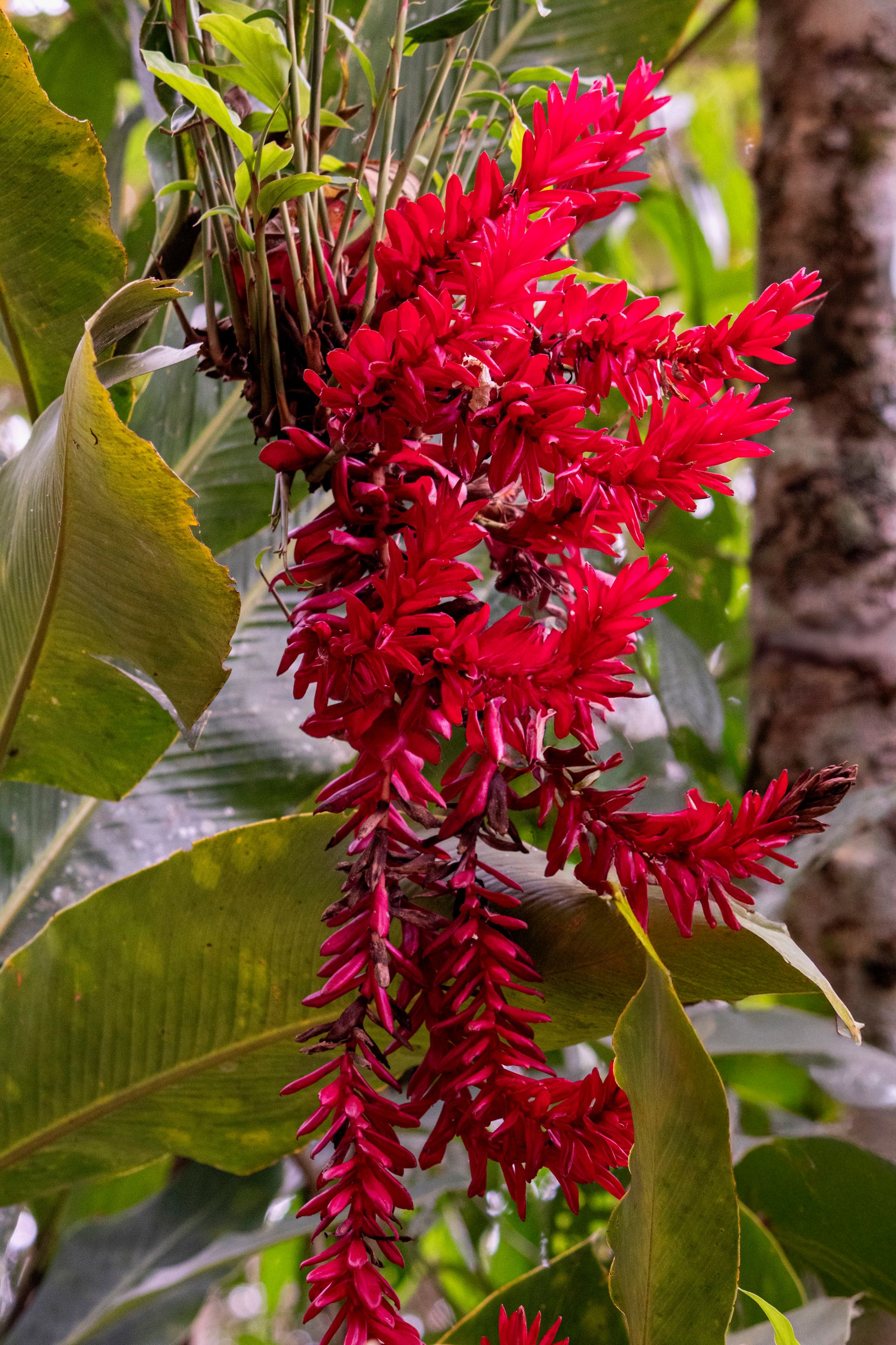 Caminho da Floresta - Paraty - 2 - 1
