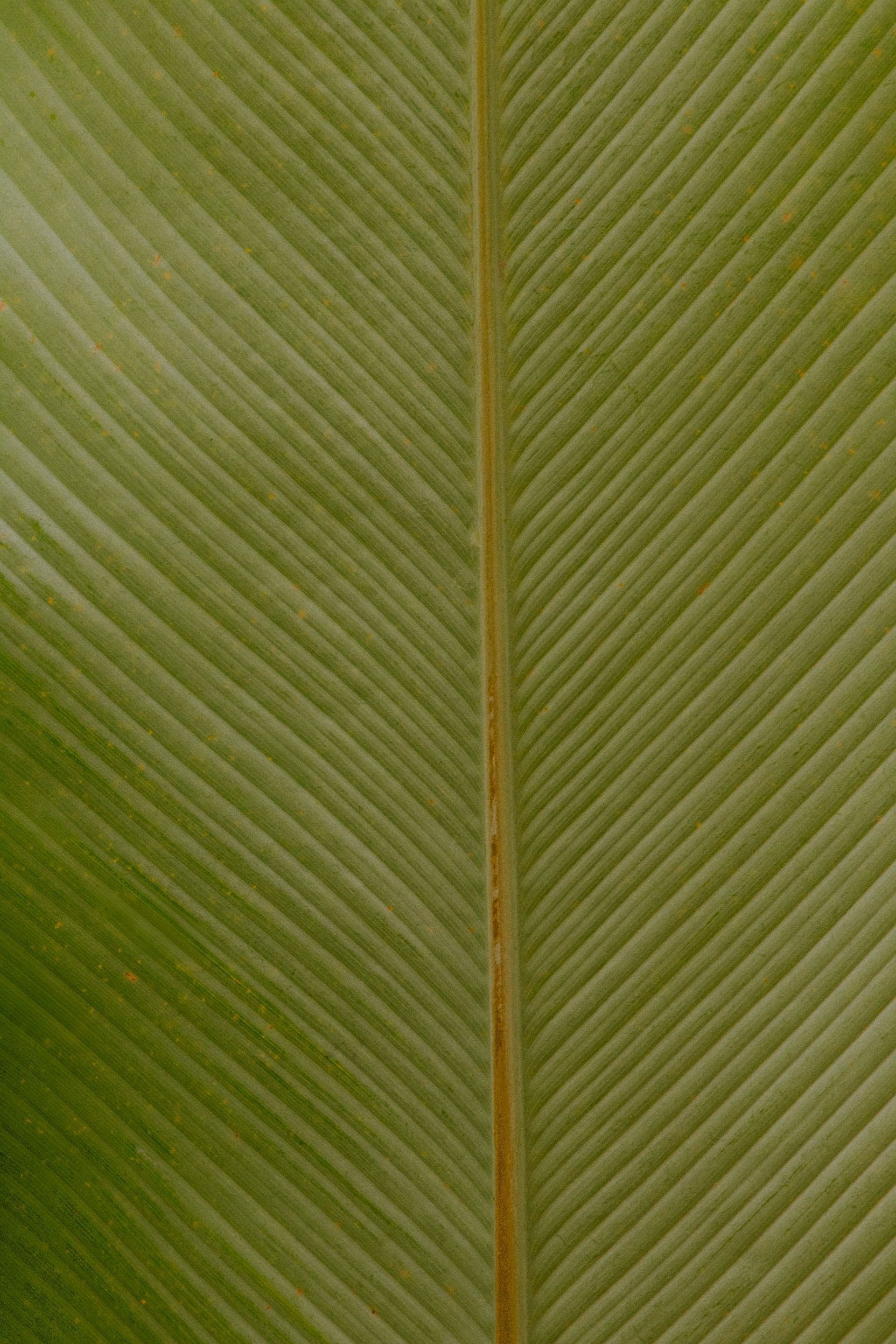 Caminho da Floresta - Paraty - 2 - 1