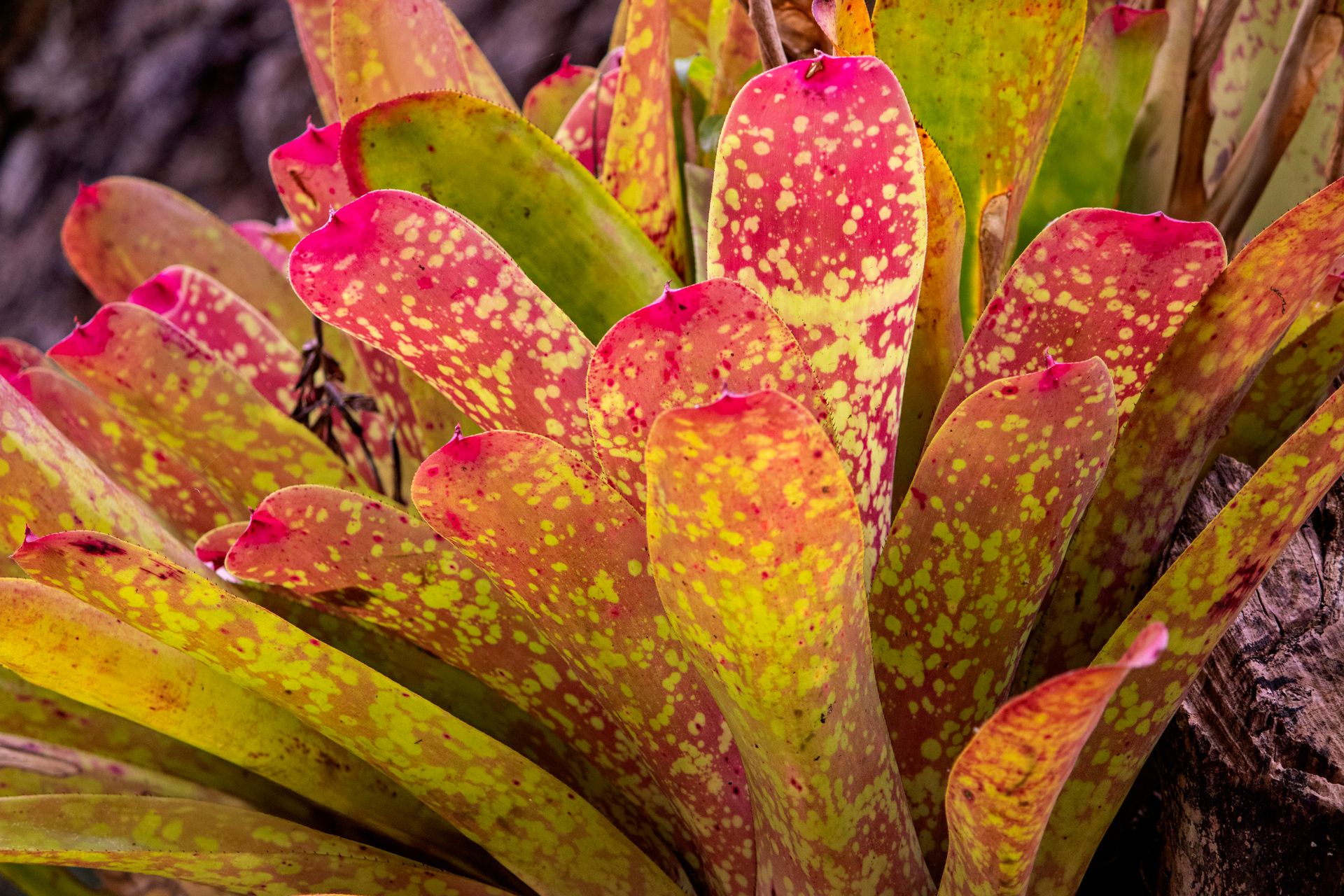 Caminho da Floresta - Paraty - 2 - 1