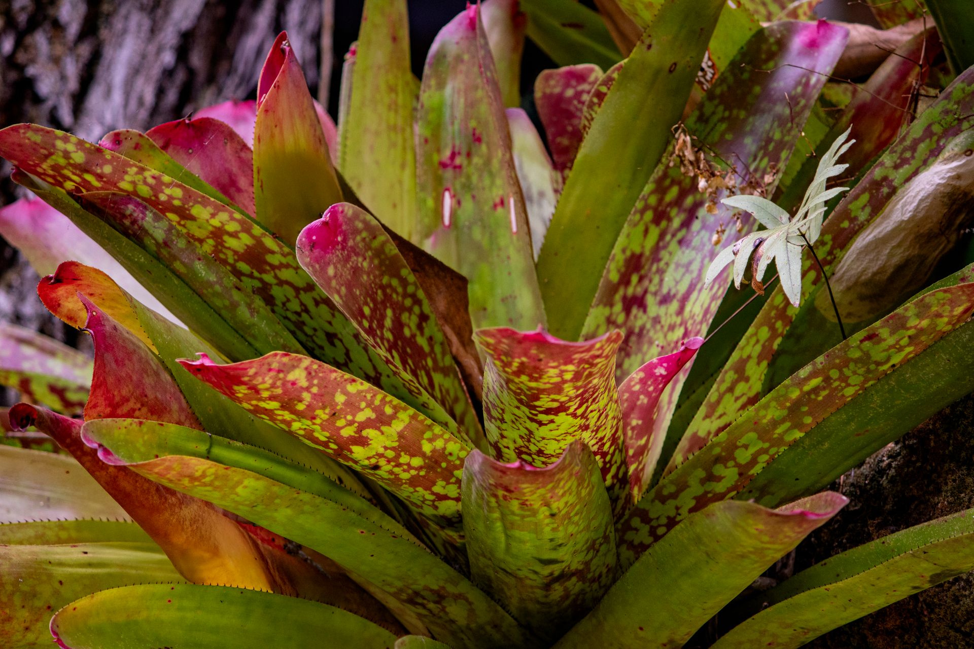 Caminho da Floresta - Paraty - 2 - 0