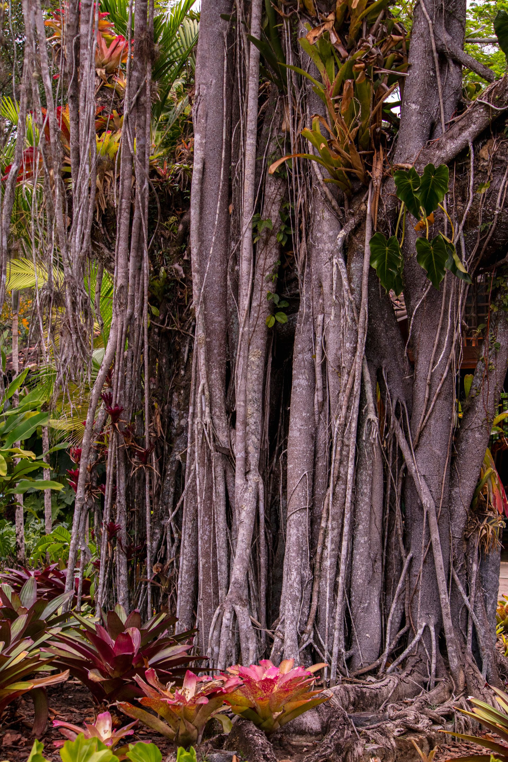 Caminho da Floresta - Paraty - 2 - 0