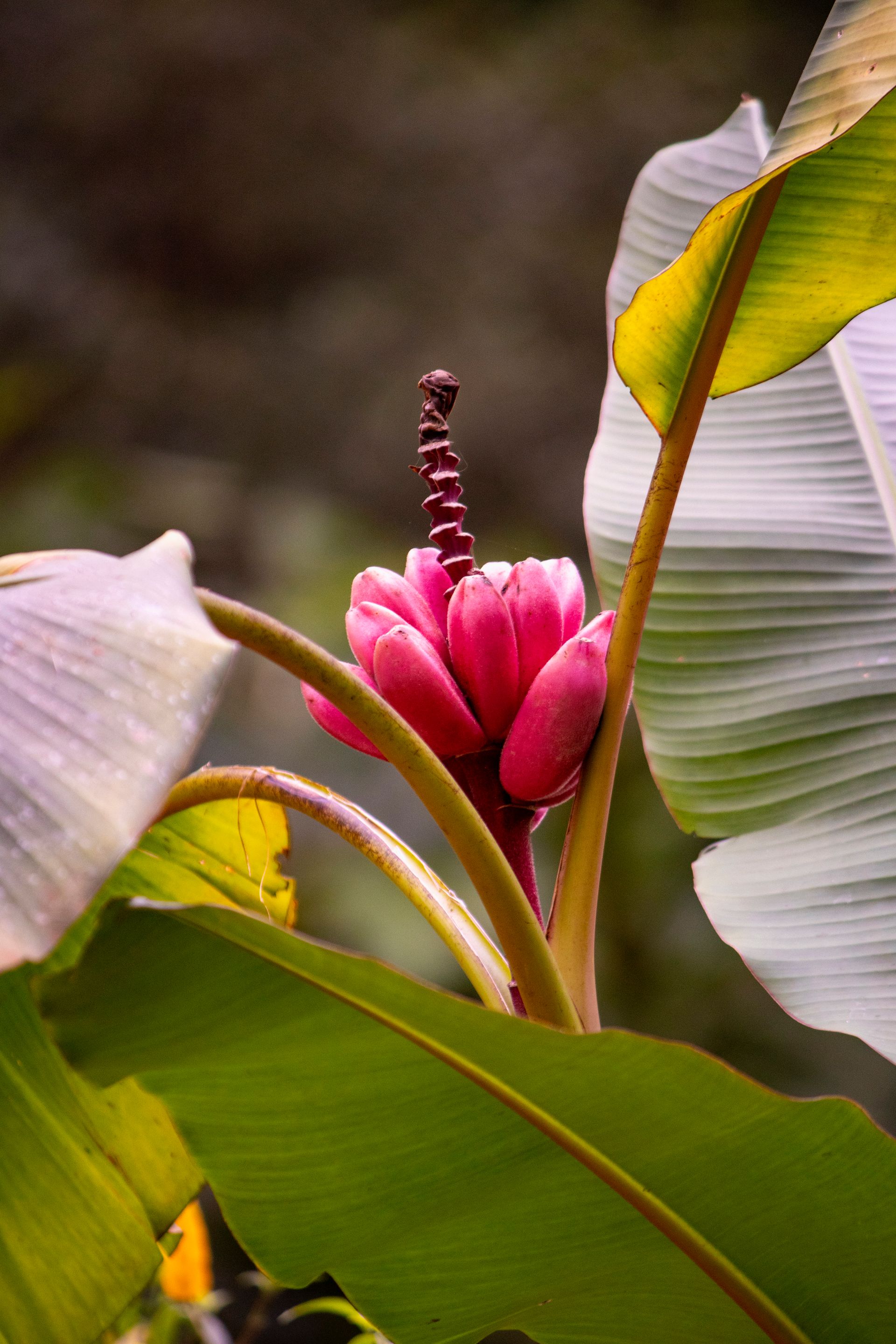 Caminho da Floresta - Paraty - 2 - 0