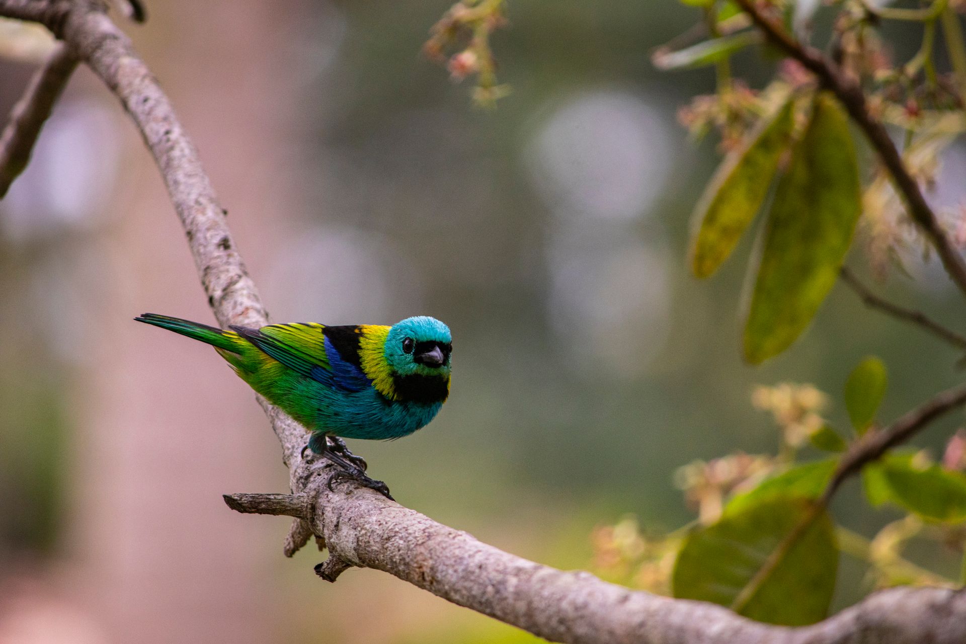 Caminho da Floresta - Paraty - 2 - 0