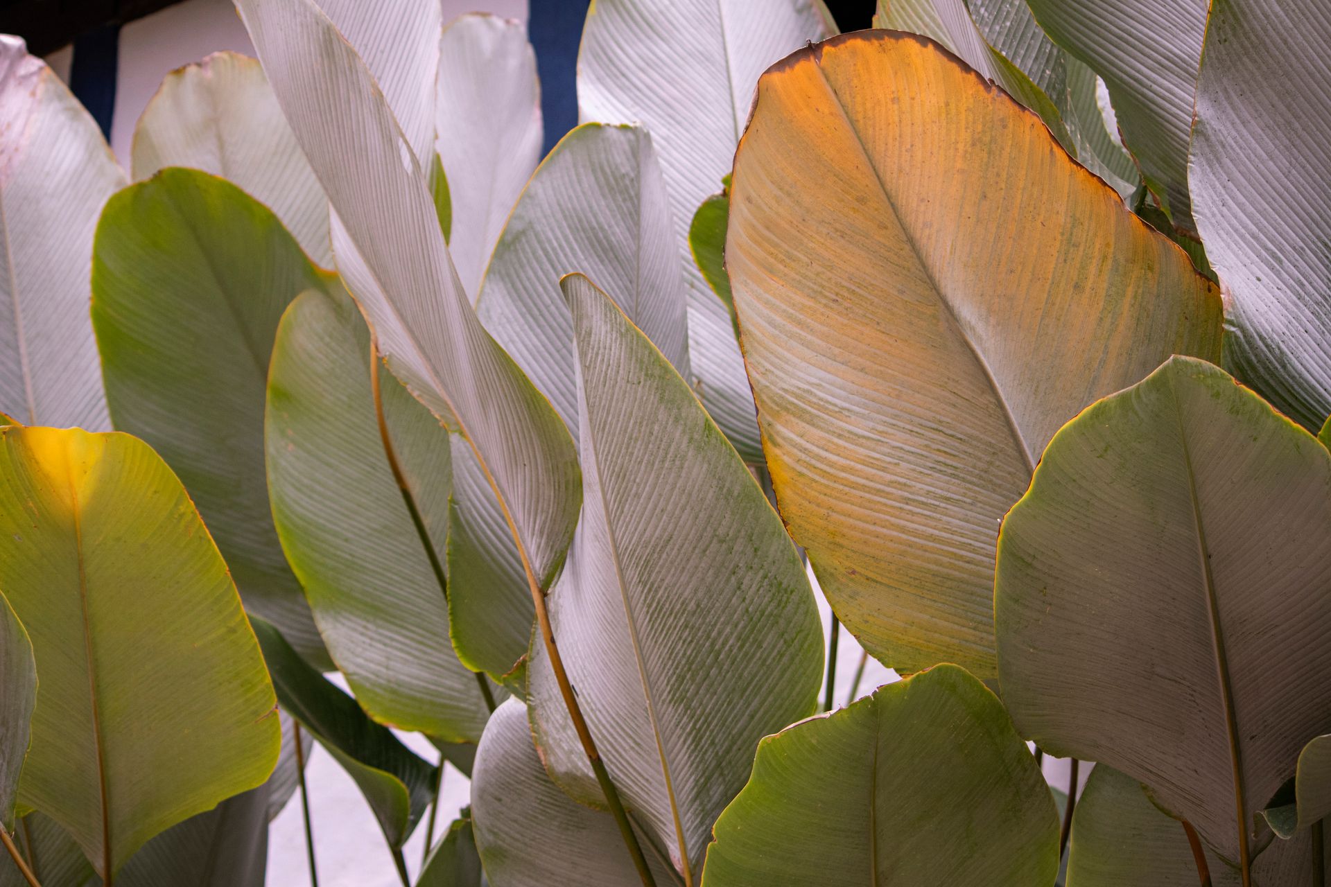 Caminho da Floresta - Paraty - 2 - 1