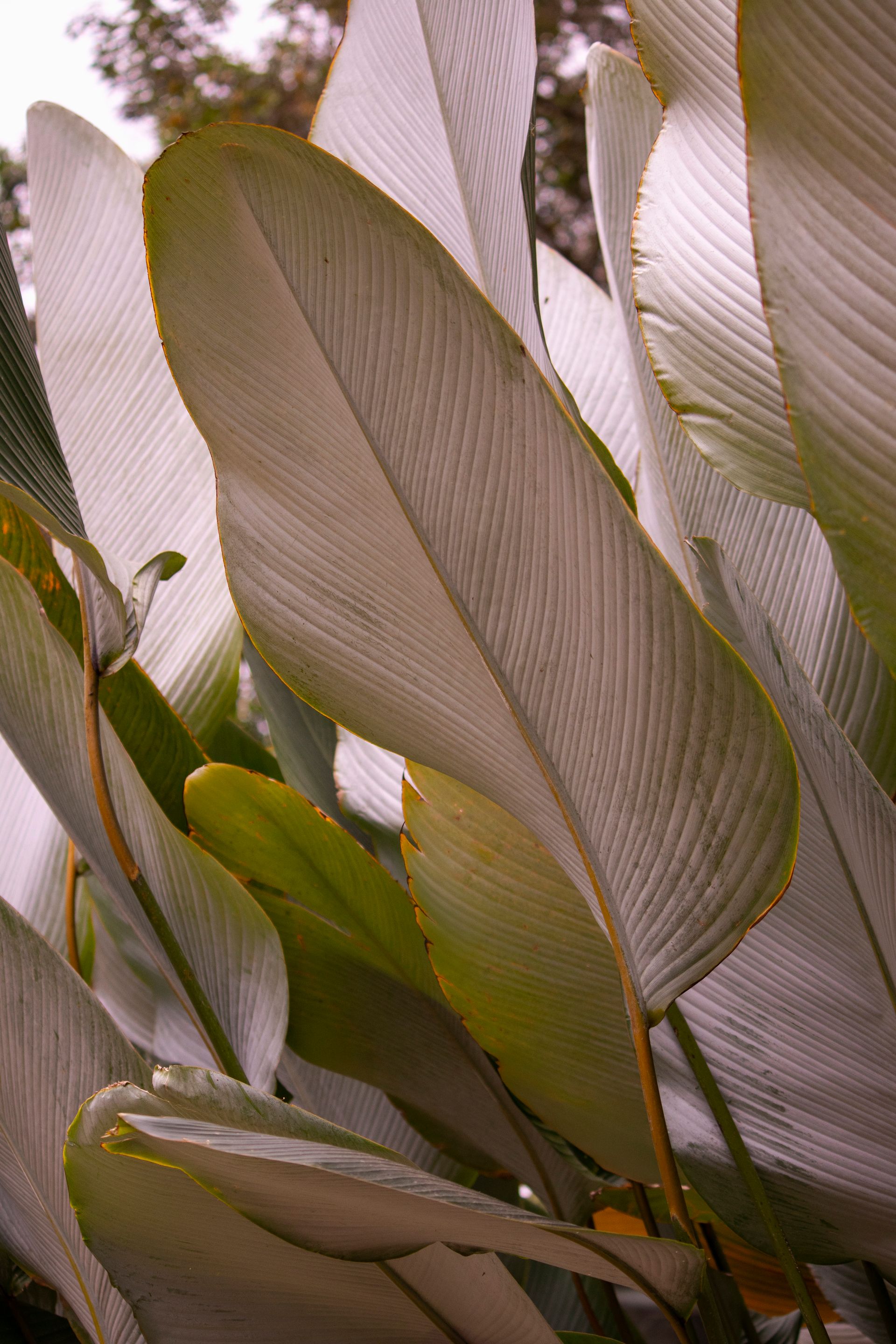 Caminho da Floresta - Paraty - 2 - 0