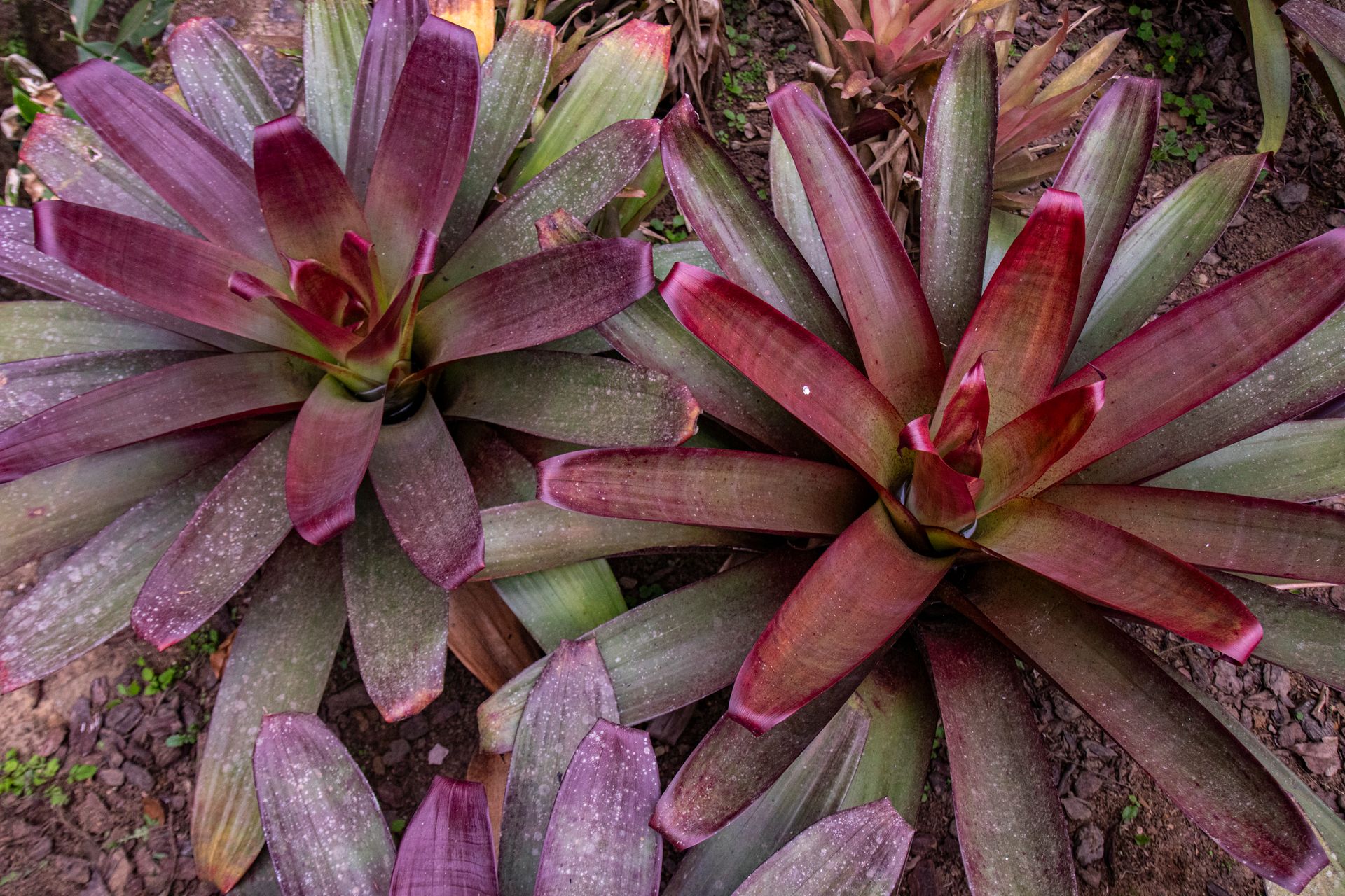 Caminho da Floresta - Paraty - 2 - 1