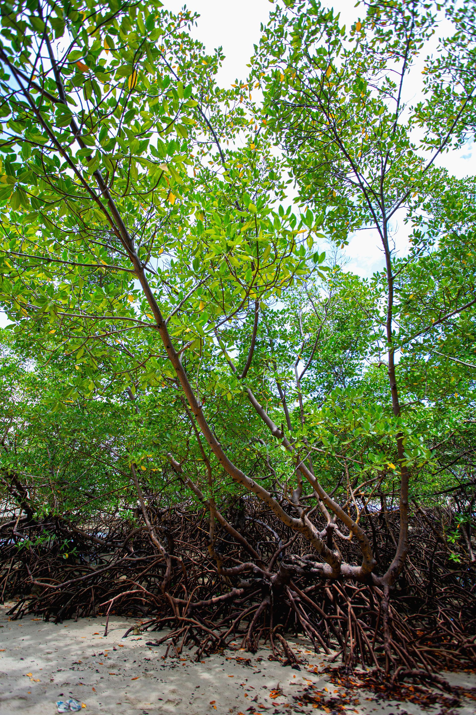 Encantos de Moreré - 2 - 1