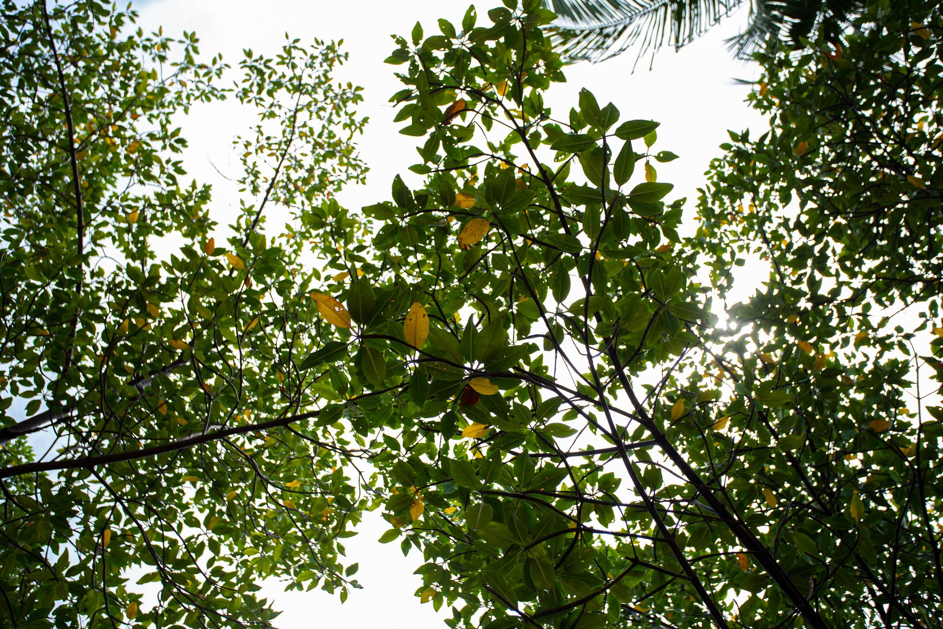 Encantos de Moreré - 2 - 1