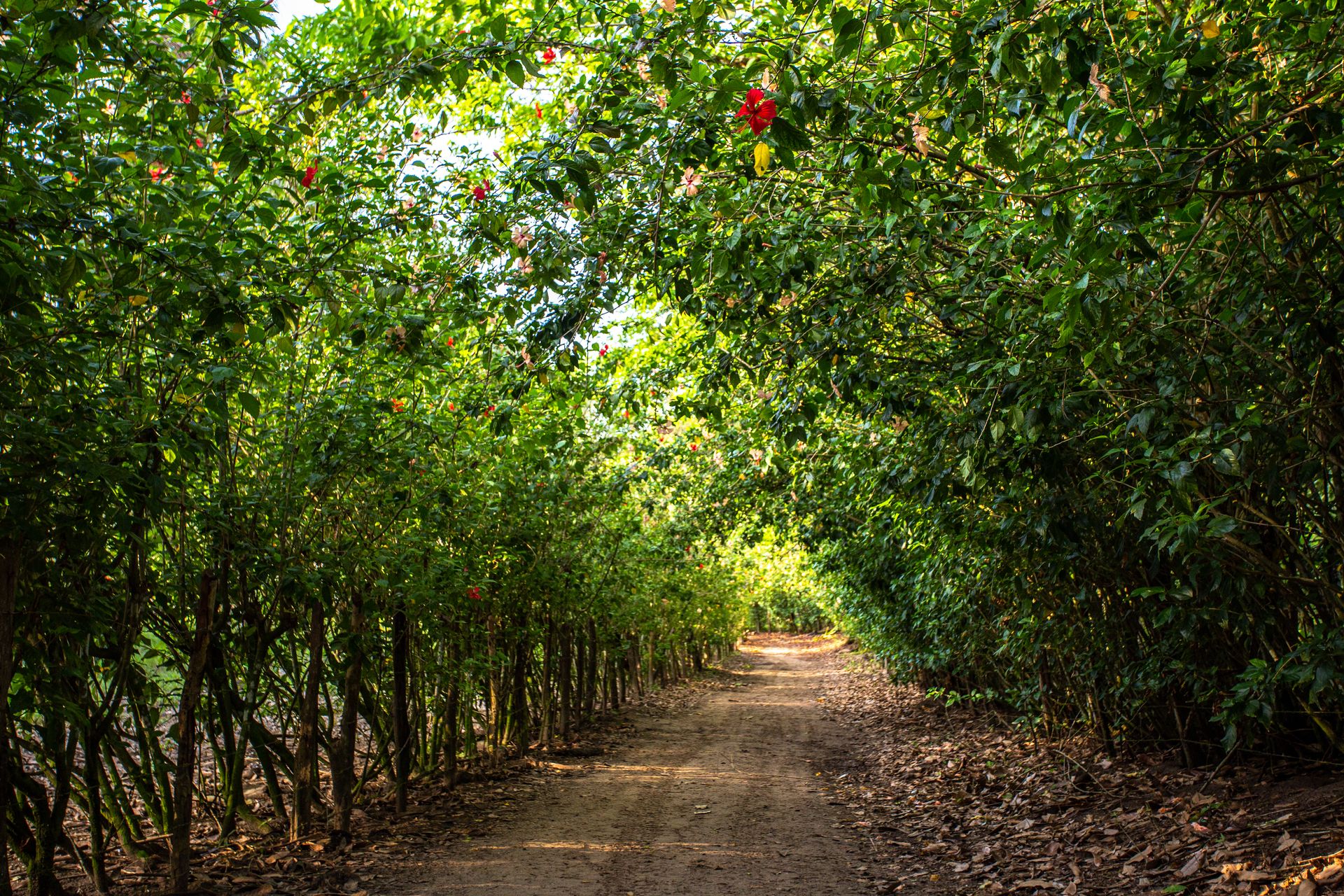 Encantos de Moreré - 2 - 1