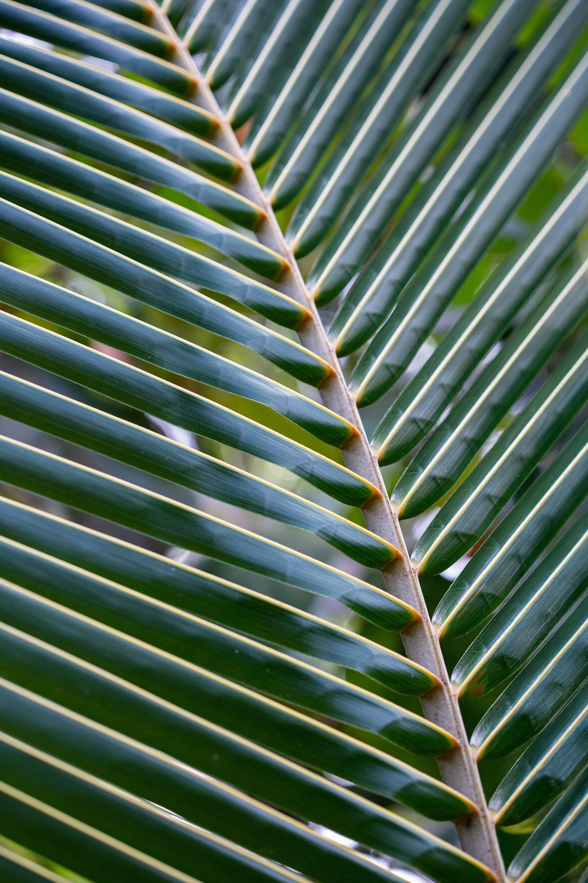 Encantos de Moreré - 2 - 1