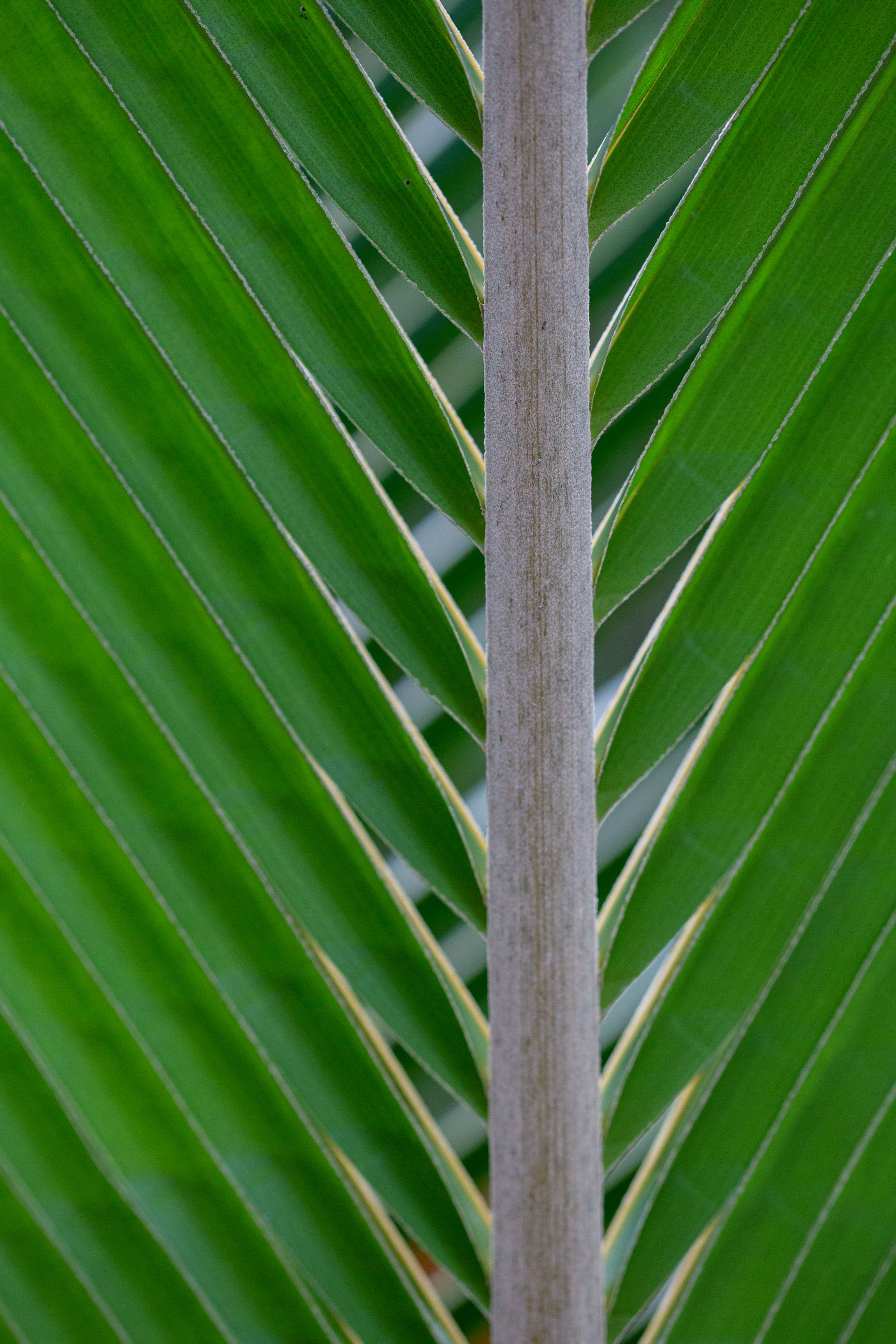 Encantos de Moreré - 2 - 0