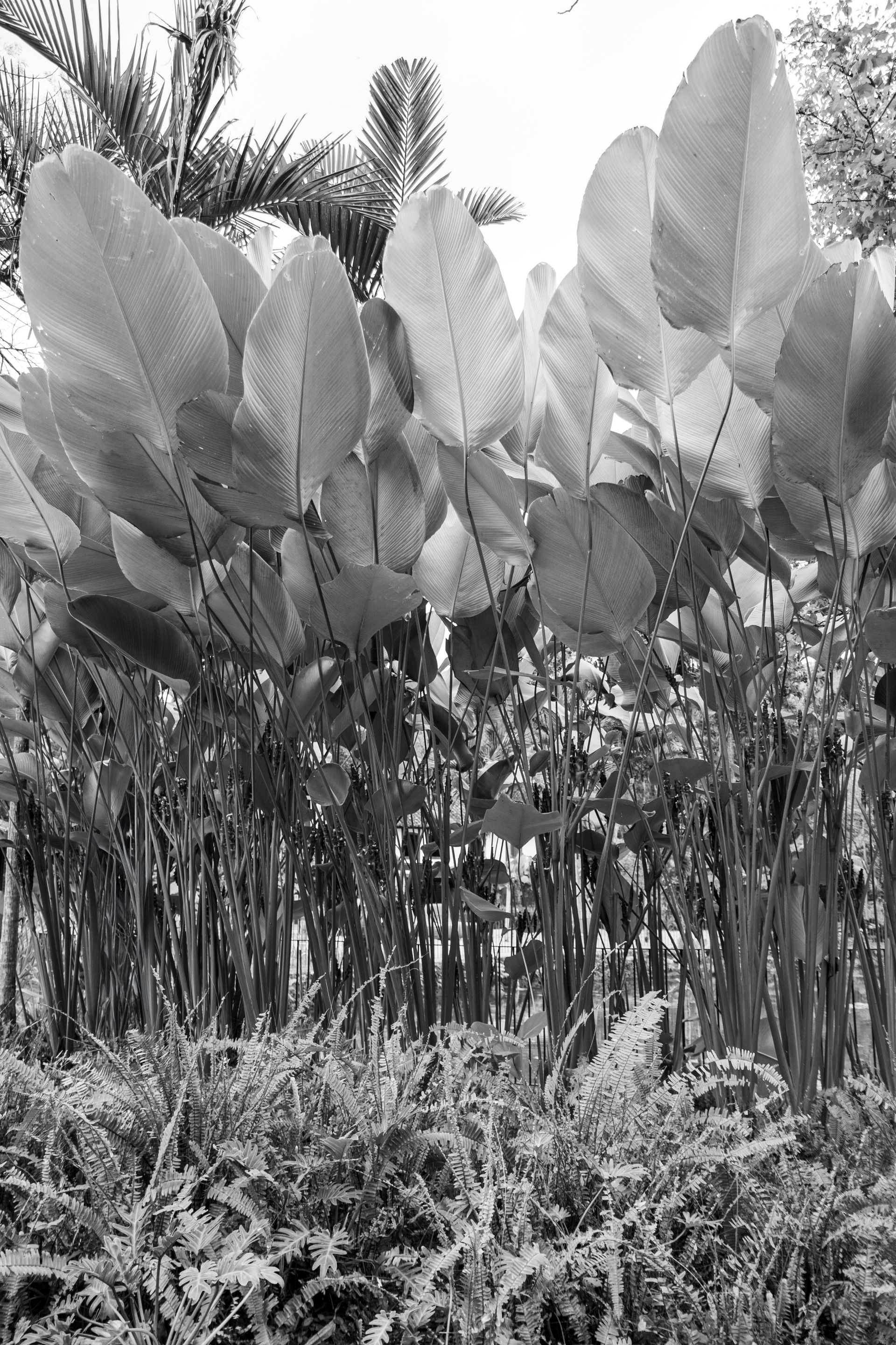 Caminho da Floresta - Paraty - 2 - 1