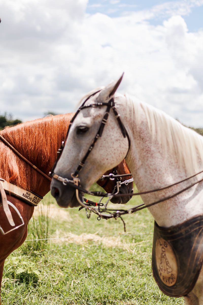 Vem Bernardo - 2 - 31