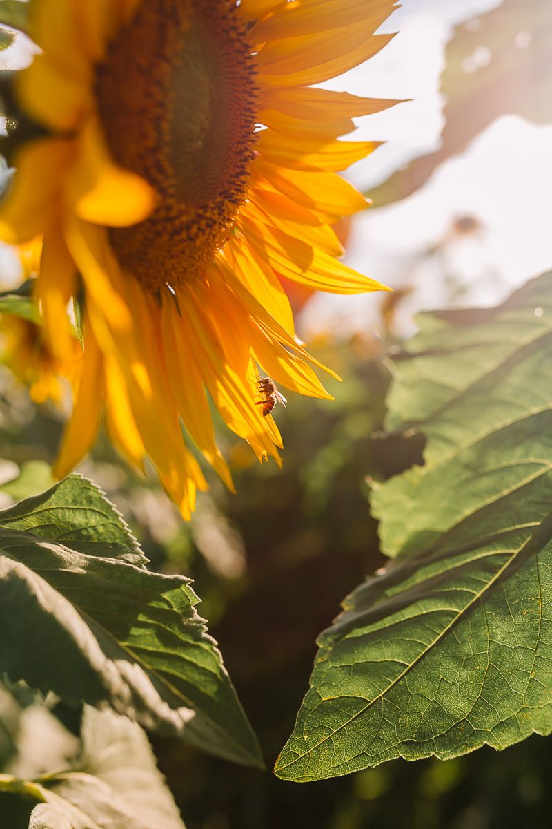 Sunset Vila Fahl - 2 - 0