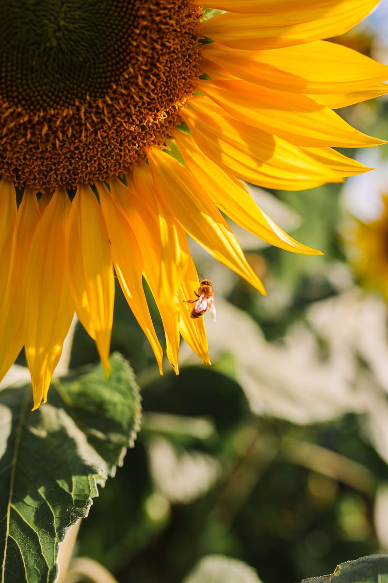 Sunset Vila Fahl - 2 - 9