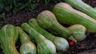 Foto e vídeo de ensaios, cobertura, documentários e muito mais... - 7