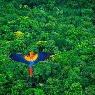 1 Arqueologia da Amazonia - 5