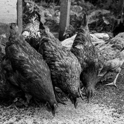 Vida na roça - Flávia Linhares - 1 - 2