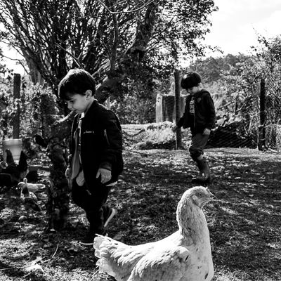 Vida na roça - Flávia Linhares - 1 - 0