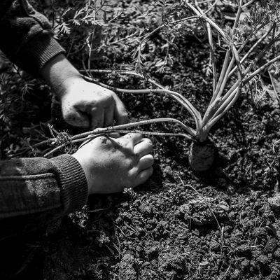 Vida na roça - Flávia Linhares - 1 - 1