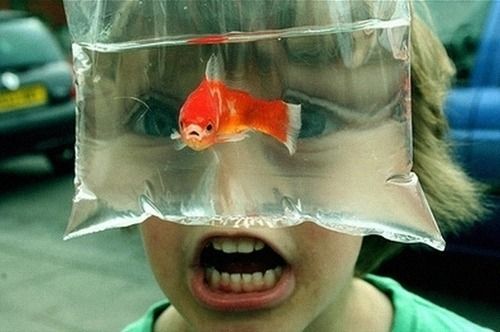 O que é Purple Haze? A maconha roxa - 14