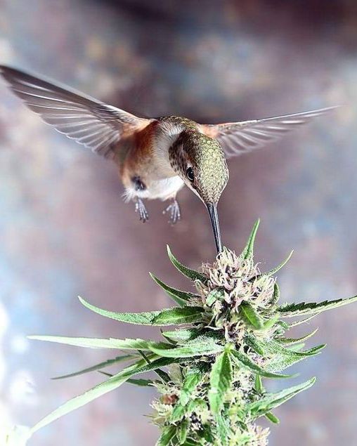 Bad Trip: como evitar onda errada com a cannabis - 12