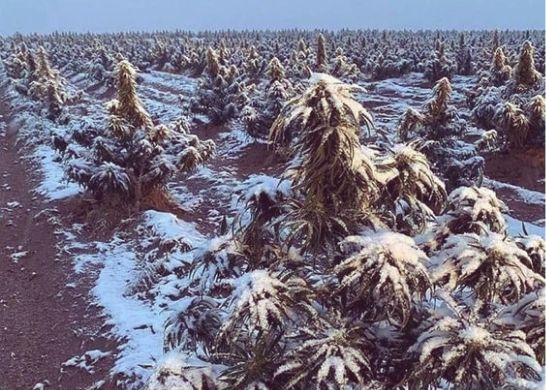 Cannabis Sativa, Indica e Híbrida - Entenda a história - 8