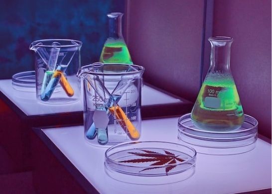 Cannabis Sativa, Indica e Híbrida - Entenda a história - 10