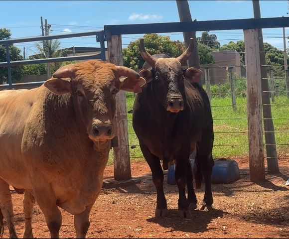 Cia Tércio Miranda busca ser referência em genética de touros de pulo /cia-tercio-miranda-busca-ser-referencia-em-genetica-de-touros-de-pulo