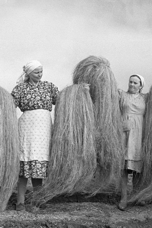 Cânhamo, o que é? Pra que serve e qual a diferença da Cannabis? - 6