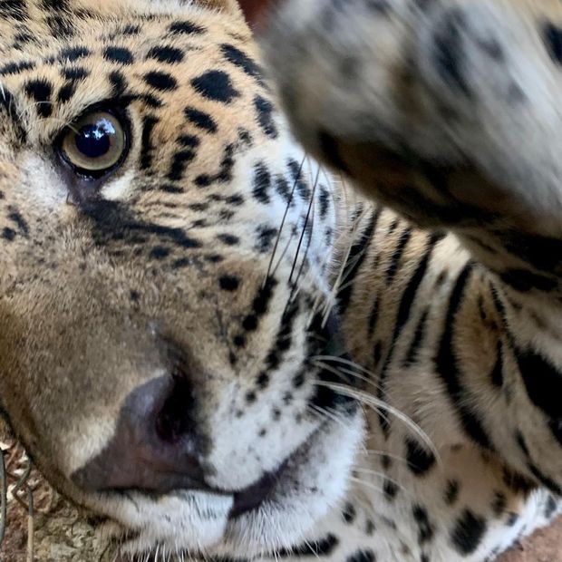Momentos inesquecíveis com filhotes de onças no Instituto da Onça Pintada (IOP) /momentos-inesqueciveis-com-filhotes-de-oncas-no-instituto-da-onca-pintada-iop