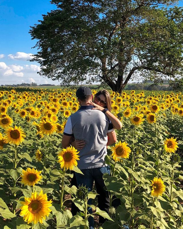 Campos de Grassóis /campos-de-grassois