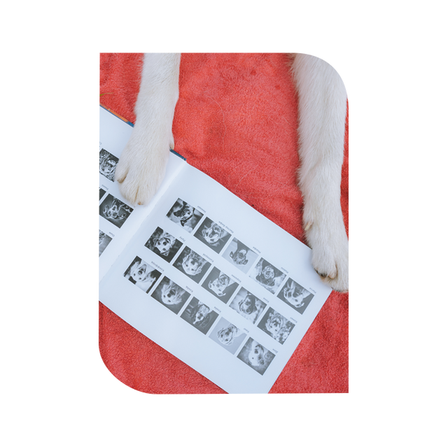 Diagramação /diagramacao