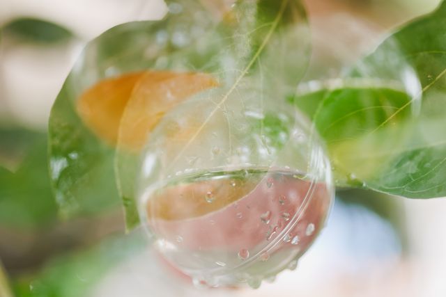 "Semeando Água": Uma Instalação Artística em Defesa das Florestas e Recursos Hídricos /semeando-agua-uma-instalacao-artistica-em-defesa-das-florestas-e-recursos-hidricos