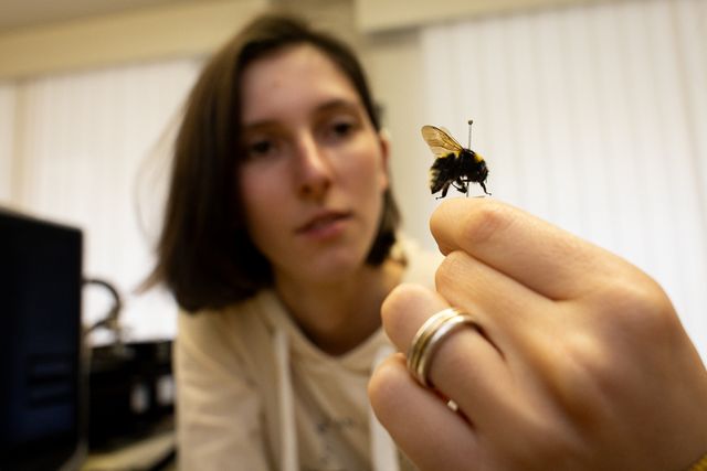 WILD BEES: The Ongoing  Decline and Efforts of Biologists, Ecologists and Conservationists to break the thread in Europe by António Cruz /wild-bees-the-ongoing-decline-and-efforts-of-biologists-ecologists-and-conservationists-to-break-the-thread-in-europe-by-antonio-cruz