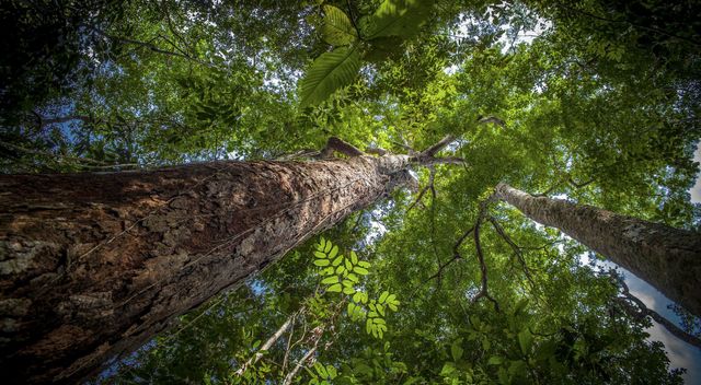 Uma árvore no caminho /uma-arvore-no-caminho