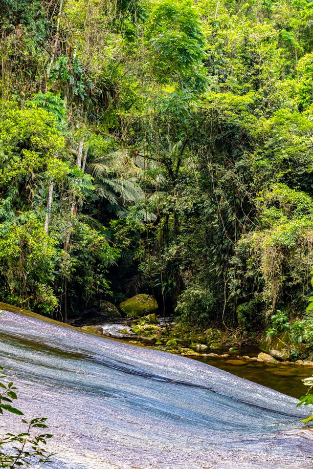 No coração da Mata Atlântica /no-coracao-da-mata-atlantica