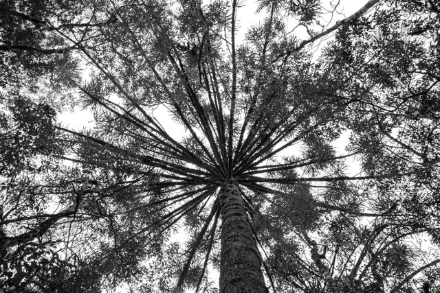 Gramado Inesquecível /gramado-inesquecivel