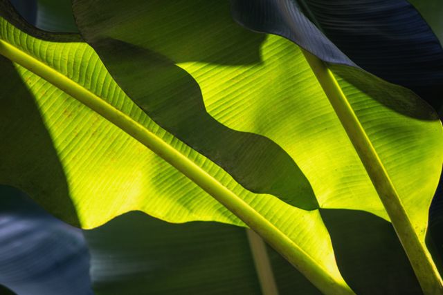 Banana Bamboo /banana-bamboo