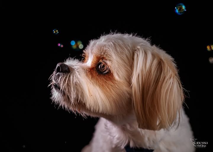 Pegadas - Fotografias de amor & patas - 2