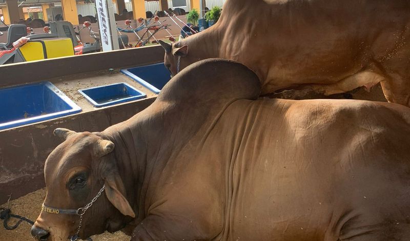 Expo Rio Preto 2023 - cidade ganha unidade da Embrapa /expo-rio-preto-2023-cidade-ganha-unidade-da-embrapa