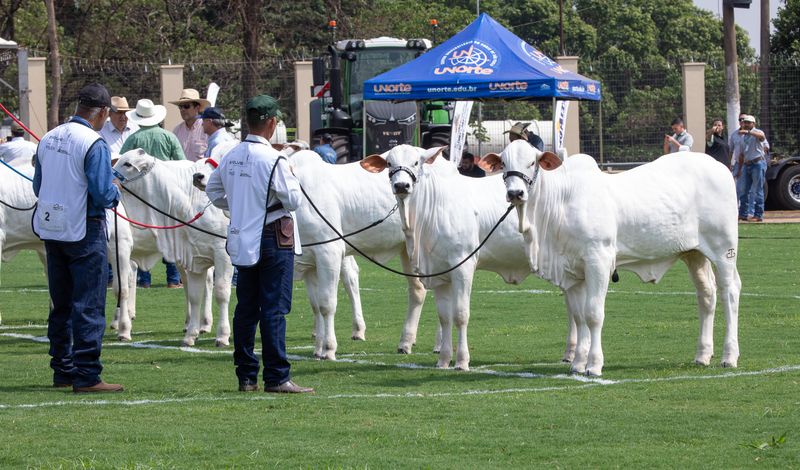 Expo Rio Preto movimenta 11 milhões em 5 dias /expo-rio-preto-movimenta-11-milhoes-em-5-dias