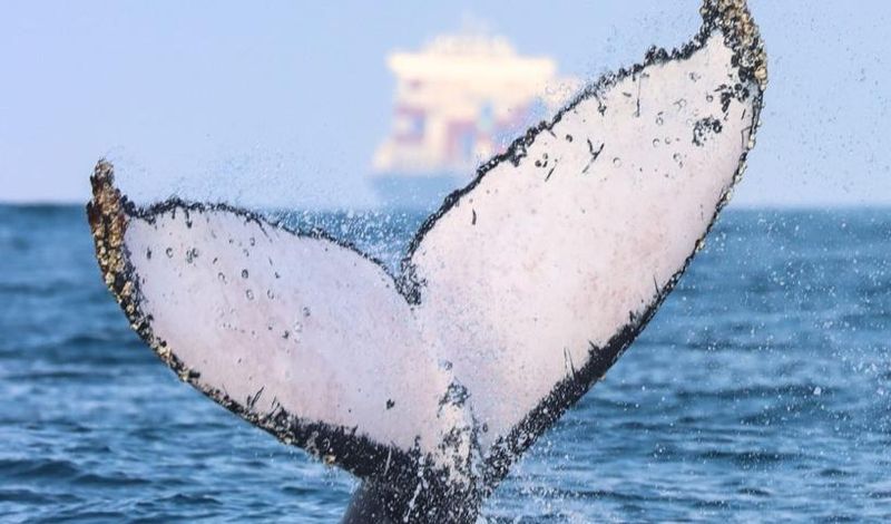 São Sebastião é opção para ecoturismo de avistamento de baleias /sao-sebastiao-e-opcao-para-ecoturismo-de-avistamento-de-baleias