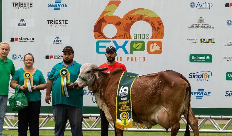 Gir Leiteiro e Girolando detém 80% da produção de leite no País /gir-leiteiro-e-girolando-detem-80-da-producao-de-leite-no-pais