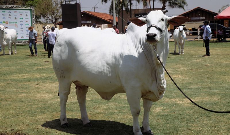 Expo Rio Preto movimenta 22,8 mi em negócios /expo-rio-preto-movimenta-228-mi-em-negocios